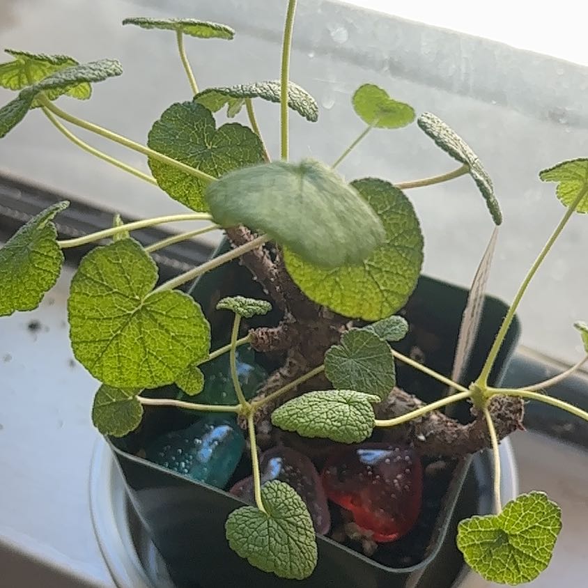 Photo of the plant species Old Father Live Forever by @HotPotato56 named Dolores on Greg, the plant care app