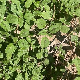 Photo of the plant species Largefruit Amaranth by @HipWaxflower94 named Leaf Erickson on Greg, the plant care app