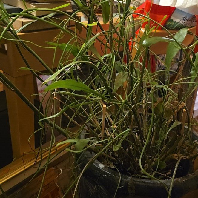 Photo of the plant species Night Blooming Cereus by @TopSedge15 named Einstein on Greg, the plant care app