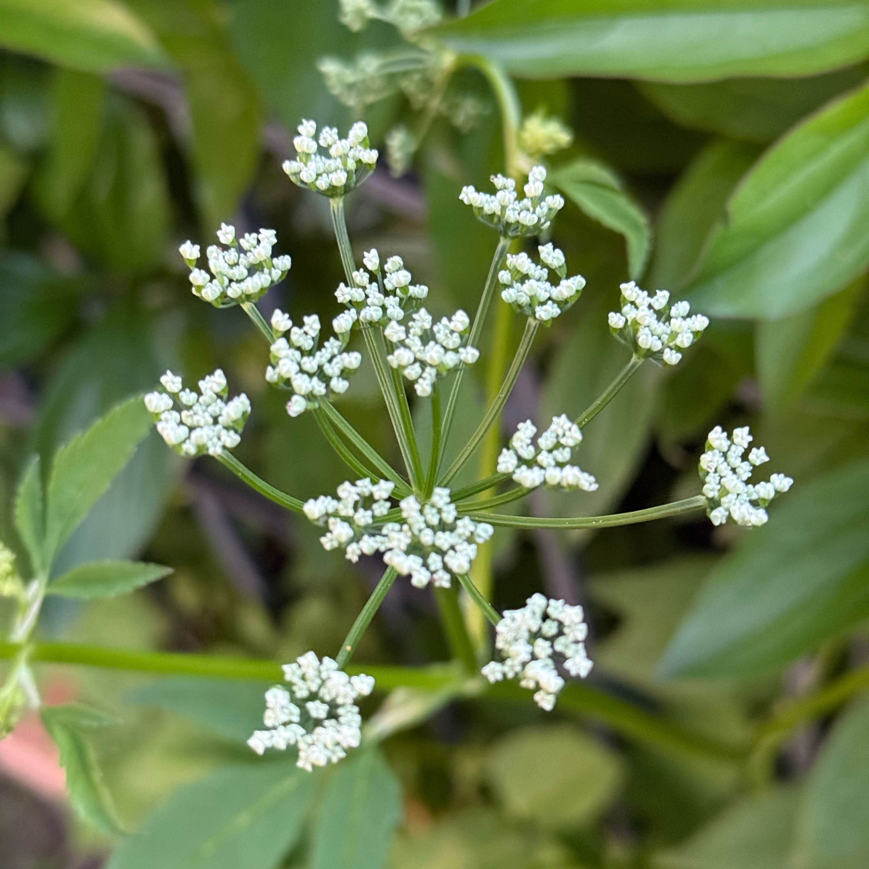 Photo of the plant species Spreading Hedgeparsley by @AtypicalCorn76 named Fernie Saunders on Greg, the plant care app