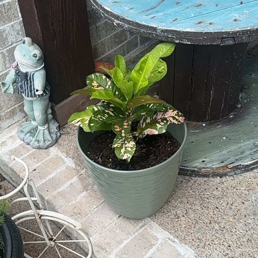 Photo of the plant species Croton Magnificant by @CrispYuzu38 named Orlando Bloom on Greg, the plant care app