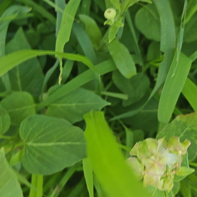 Photo of the plant species Wild Four O'Clock by @SirCacto35 named Tree Diddy on Greg, the plant care app