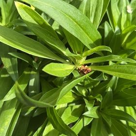 Photo of the plant species Lilium Pardalinum by @JollyLeadplant named Prince on Greg, the plant care app