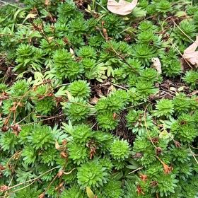 Photo of the plant species Common Smoothcap Moss by @JollyLeadplant named Ronaldo on Greg, the plant care app