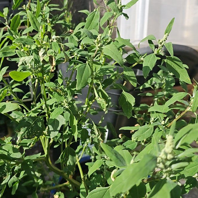 Photo of the plant species White Goosefoot by @GrownViolet44 named Emerson on Greg, the plant care app