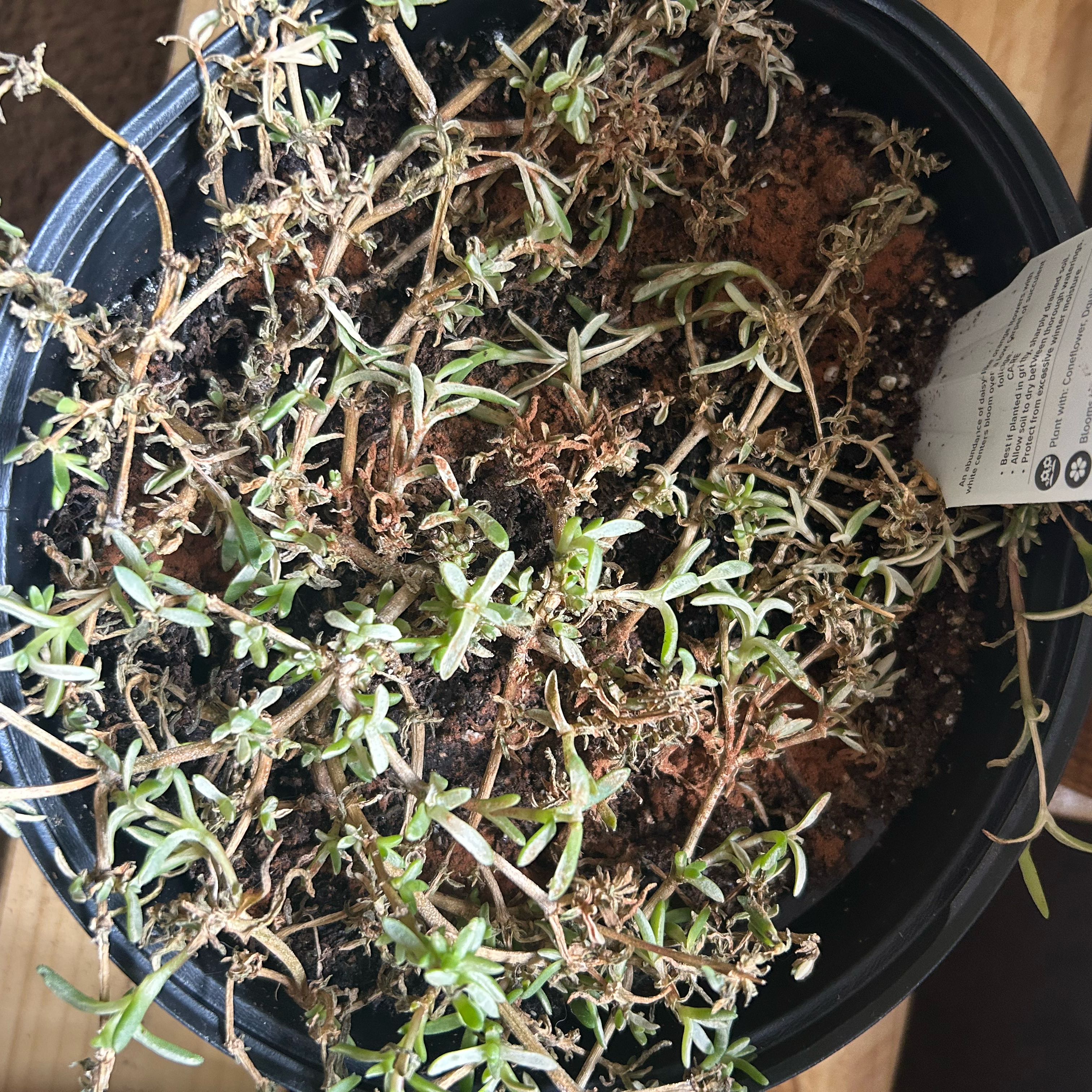 Photo of the plant species Hardy Ice Plant by @SavvyChives73 named Beth on Greg, the plant care app