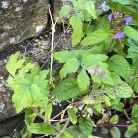 Photo of the plant species Common Selfheal by @ShinyTagetes54 named Daphne on Greg, the plant care app