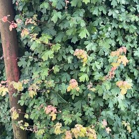 Photo of the plant species Hedge Maple by @ShinyTagetes54 named Anne on Greg, the plant care app