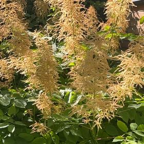 Photo of the plant species Buck's-Beard by @ShinyTagetes54 named Orwell on Greg, the plant care app