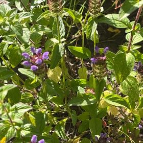 Photo of the plant species Common Selfheal by @ShinyTagetes54 named Denali on Greg, the plant care app