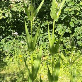 Photo of the plant species Common Teasel by @ShinyTagetes54 named Madonna on Greg, the plant care app