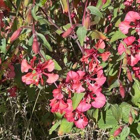 Photo of the plant species Clarkia by @ShinyTagetes54 named Wall-E on Greg, the plant care app