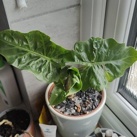 Photo of the plant species elepant ears by @TotalMiniorchid named Osmo on Greg, the plant care app