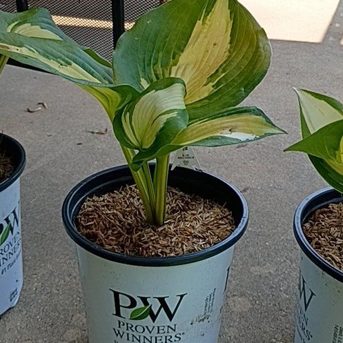 Photo of the plant species Hosta 'Hudson Bay' by @LordPepper70 named Ronaldo on Greg, the plant care app
