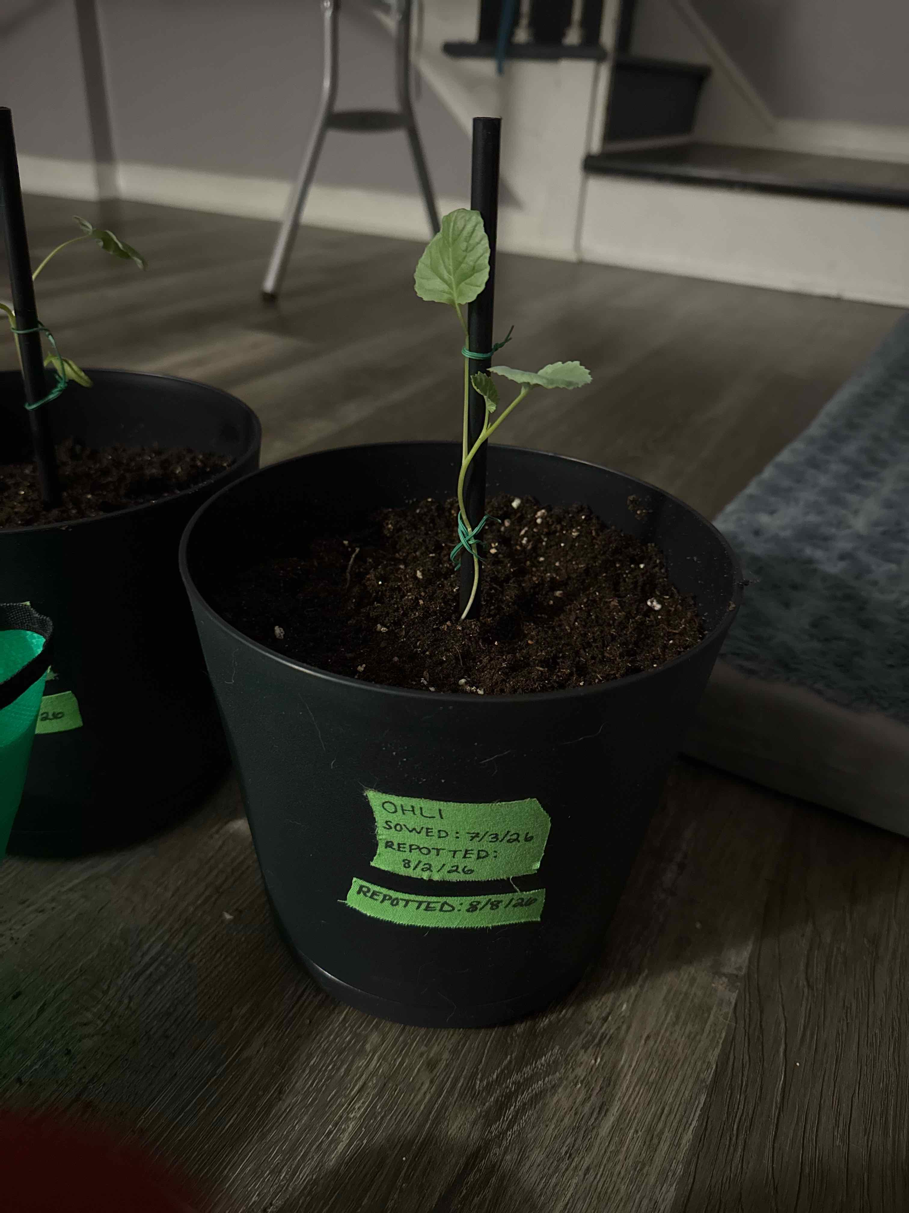 Photo of the plant species Calabrese Broccoli by @tmrob3 named Ohli on Greg, the plant care app