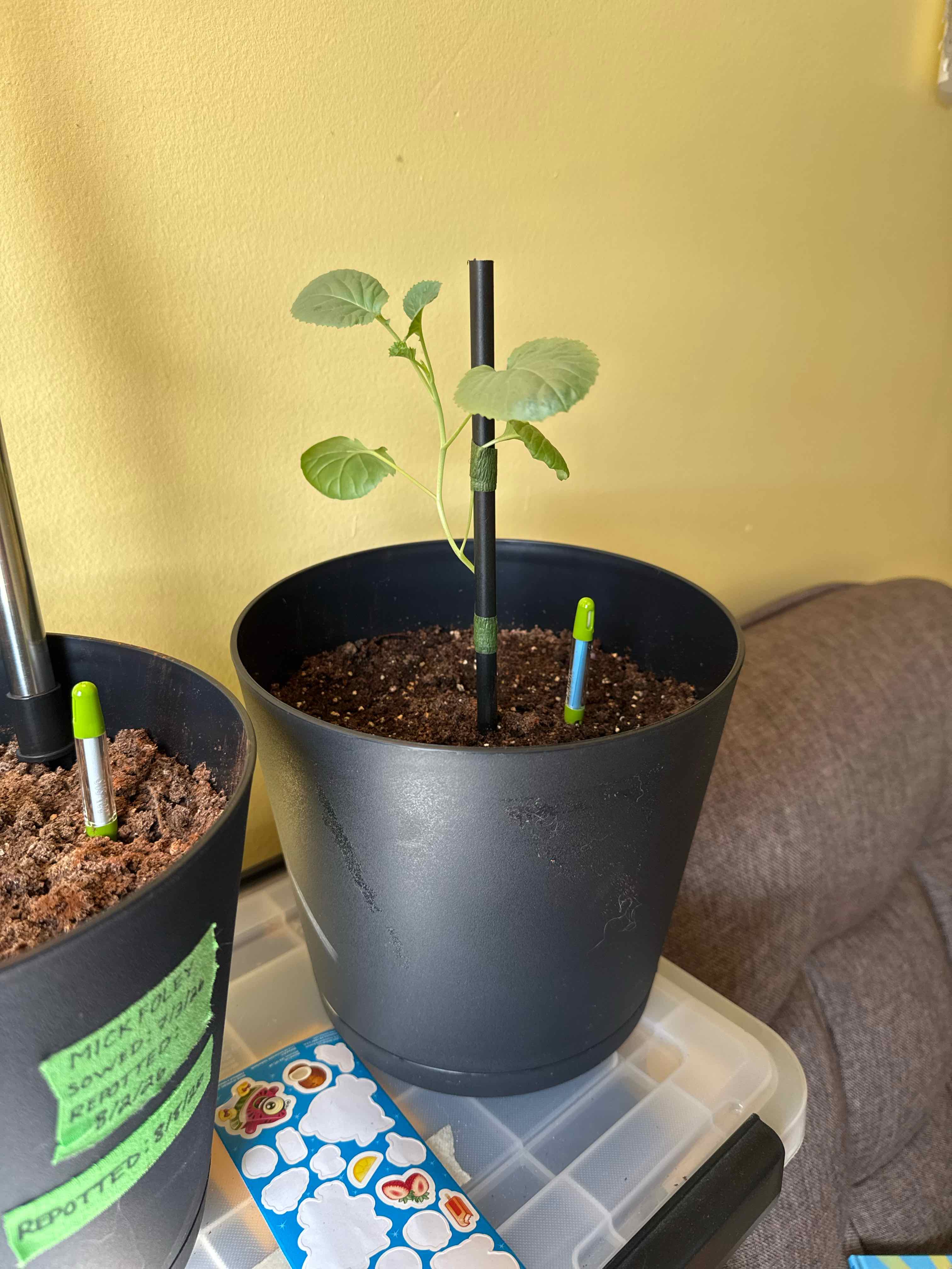 Photo of the plant species Calabrese Broccoli by @tmrob3 named Ohli on Greg, the plant care app