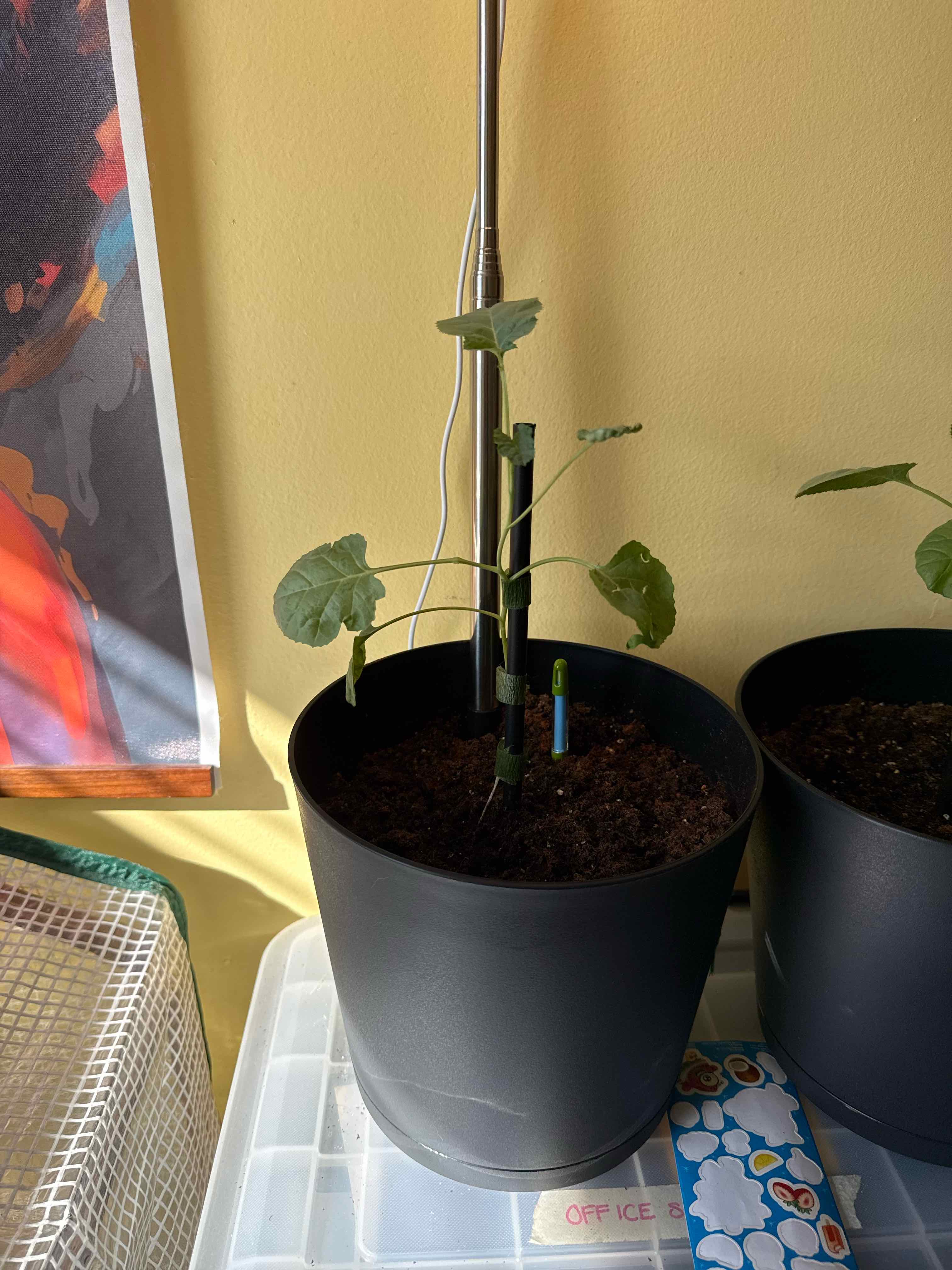 Photo of the plant species Calabrese Broccoli by @tmrob3 named Mick Foley on Greg, the plant care app