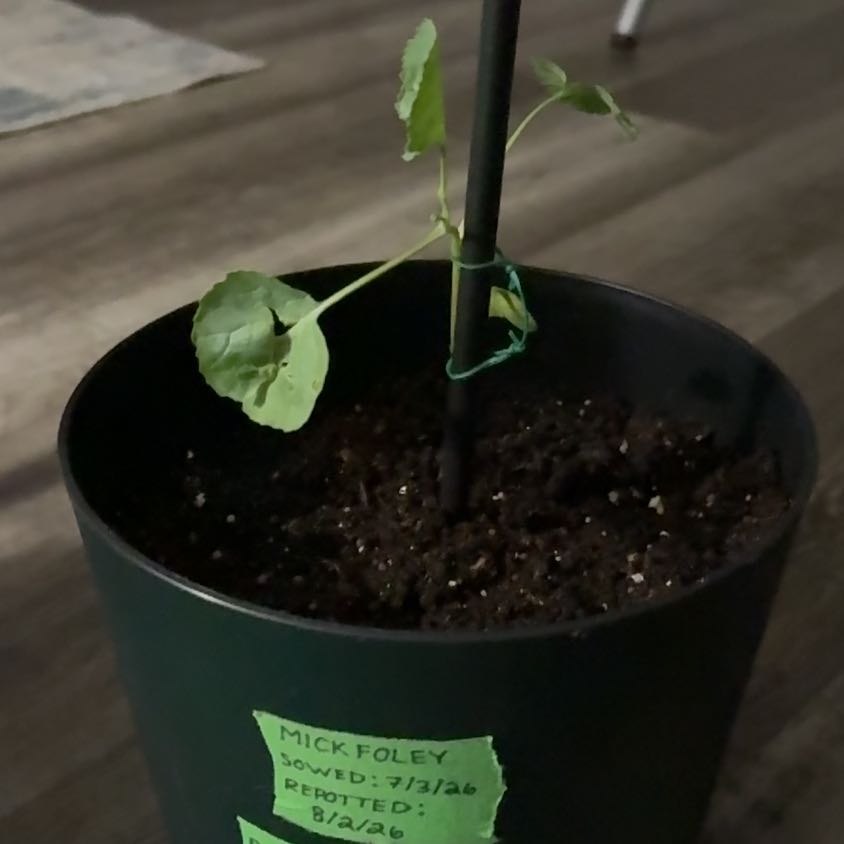 Photo of the plant species Calabrese Broccoli by @tmrob3 named Mick Foley on Greg, the plant care app