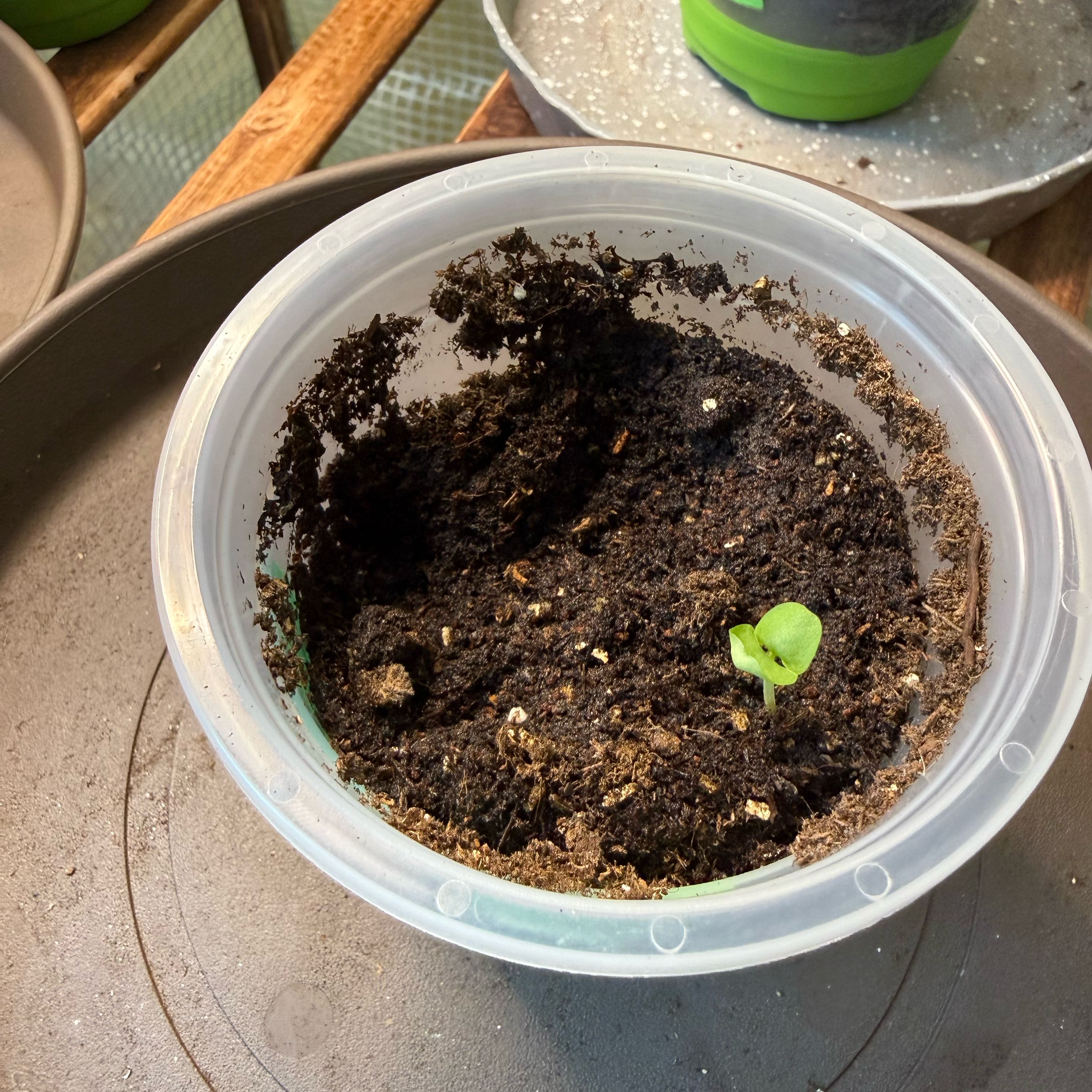 Photo of the plant species Basil by @tmrob3 named Bayley on Greg, the plant care app