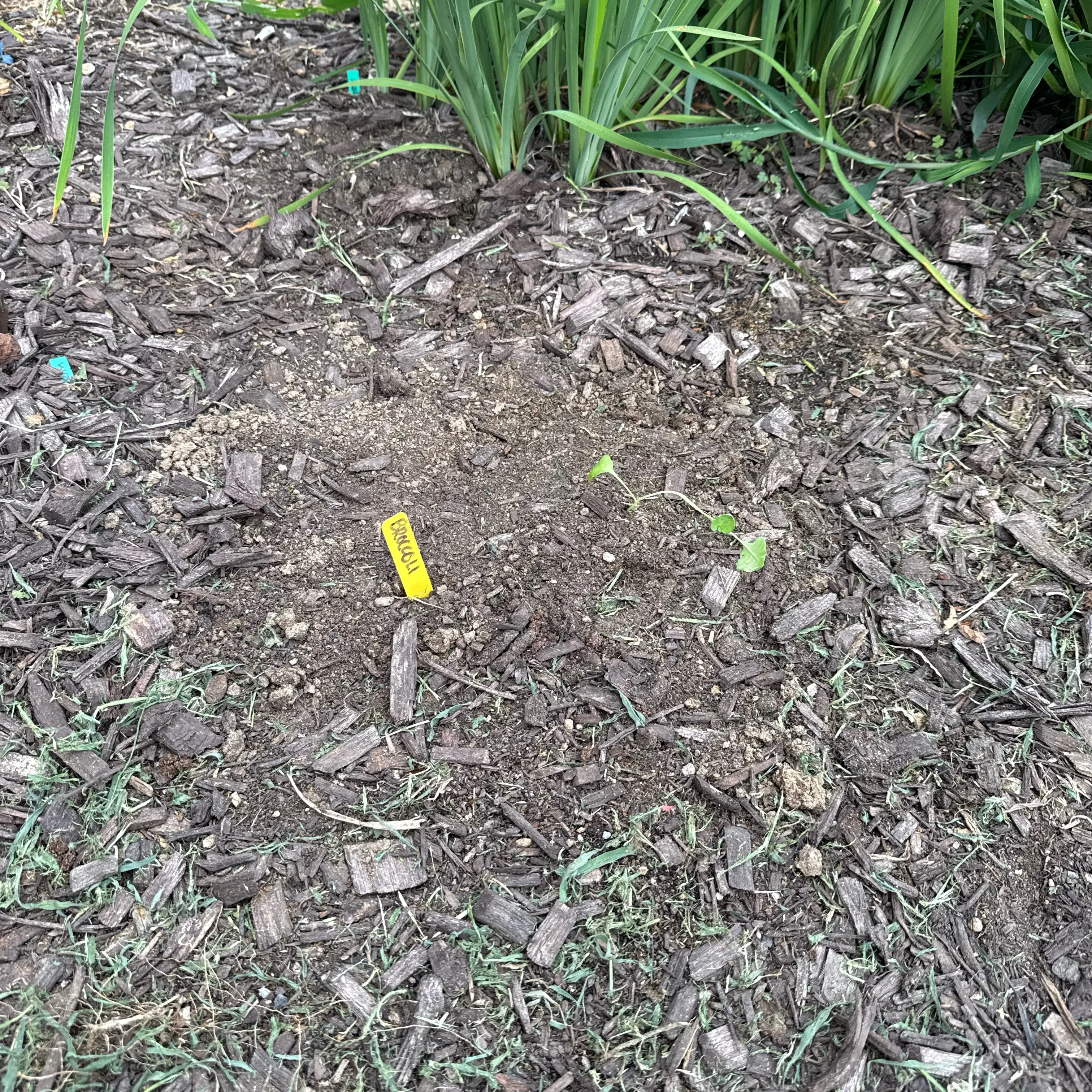 Photo of the plant species Calabrese Broccoli by @tmrob3 named Brocc on Greg, the plant care app