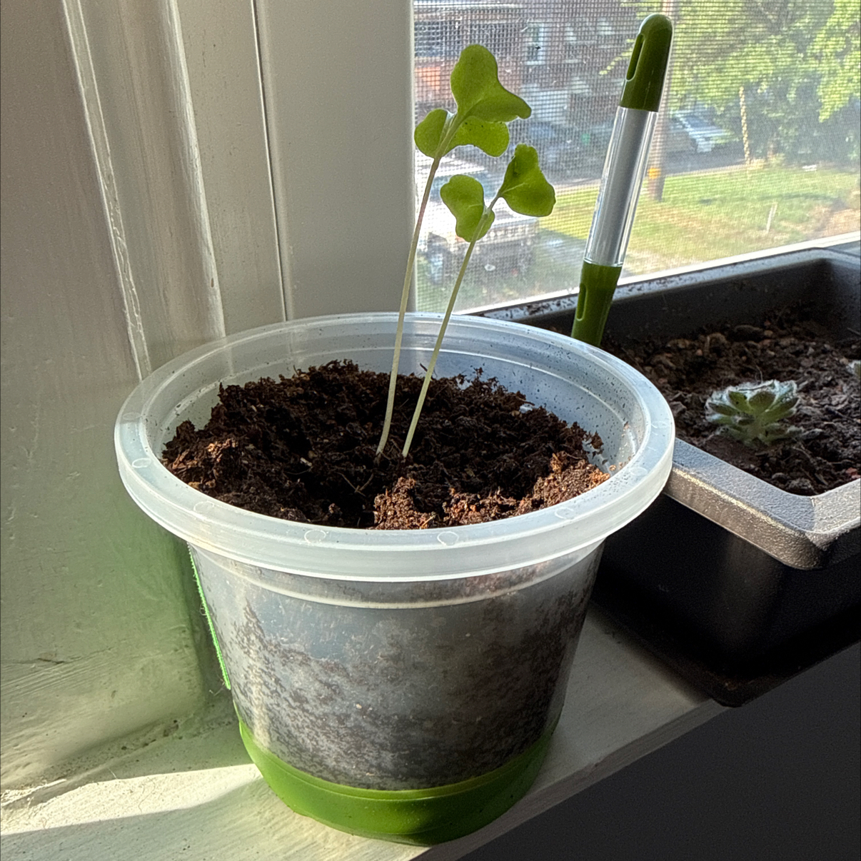 Photo of the plant species Calabrese Broccoli by @tmrob3 named Ohli & Mick Foley on Greg, the plant care app