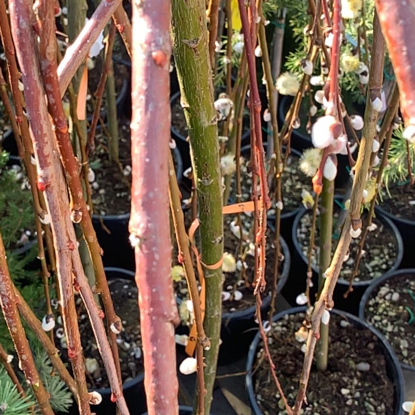 Photo of the plant species Japanese Knotweed by @GracefulGuayule named Kylie on Greg, the plant care app