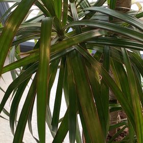 Photo of the plant species Aloe Yucca by @GracefulGuayule named Gregarious on Greg, the plant care app