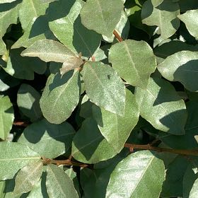 Photo of the plant species Thorny Olive by @GracefulGuayule named Girlfrond on Greg, the plant care app