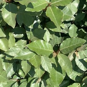 Photo of the plant species Thorny Olive by @GracefulGuayule named Oscar on Greg, the plant care app