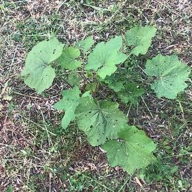 Photo of the plant species Coltsfoot by @GracefulGuayule named Aristotle on Greg, the plant care app