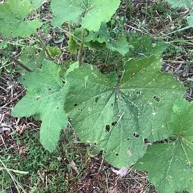 Photo of the plant species Hollyhock by @GracefulGuayule named Michelle Branch on Greg, the plant care app