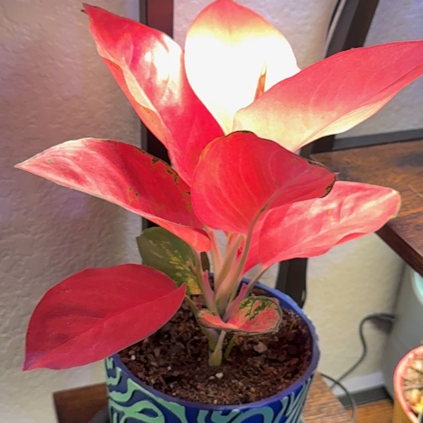 Photo of the plant species Chinese Evergreen 'Pink' by @PetLavaplant88 named Pandora on Greg, the plant care app