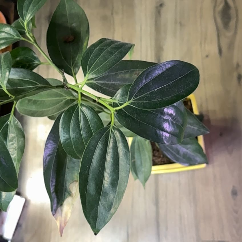 Photo of the plant species True cinnamon tree by @PetLavaplant88 named Piper on Greg, the plant care app
