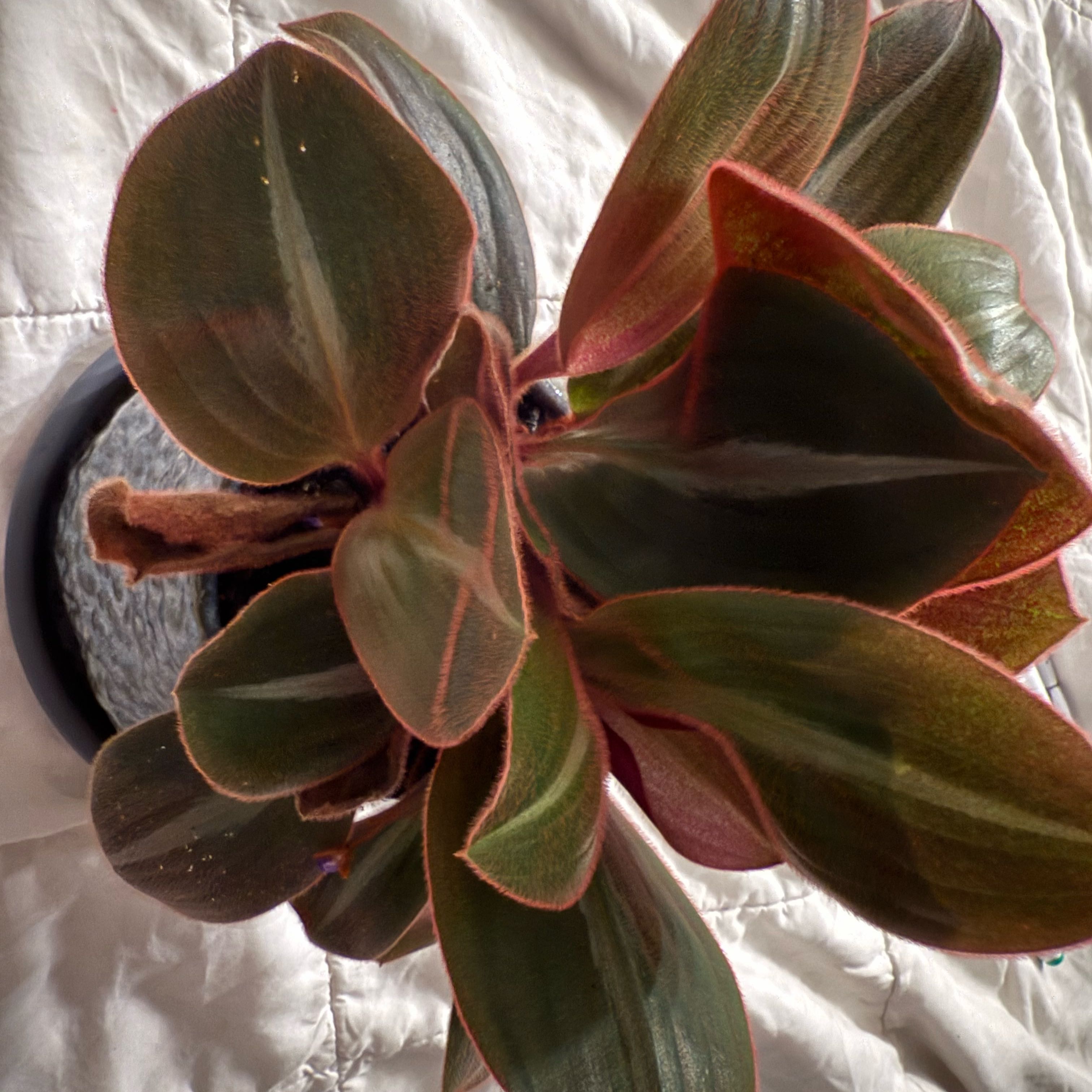 Photo of the plant species Tradescantia Purple Fuzzy by @PetLavaplant88 named Ronda on Greg, the plant care app