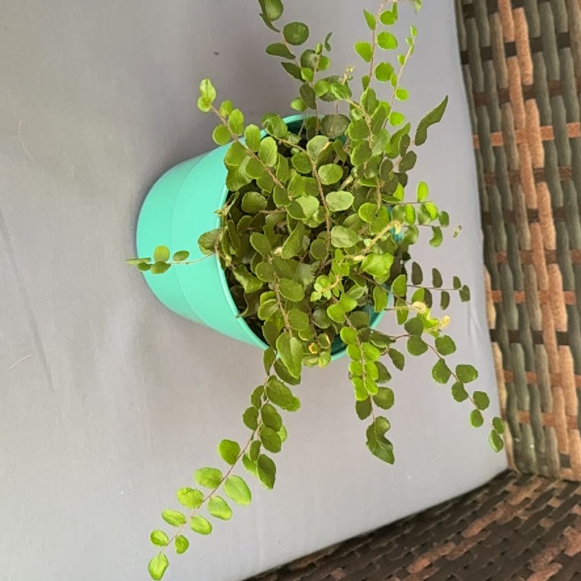 Photo of the plant species Pellaea rotundifolia by @PetLavaplant88 named Horseradish on Greg, the plant care app