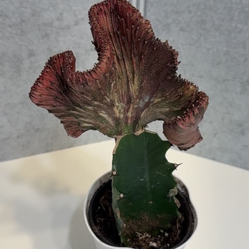 Photo of the plant species Mermaid tail, cactus by @PetLavaplant88 named Frackle on Greg, the plant care app
