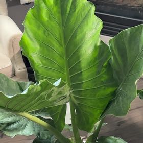 Photo of the plant species Elephant Ear by @PetLavaplant88 named Aria on Greg, the plant care app