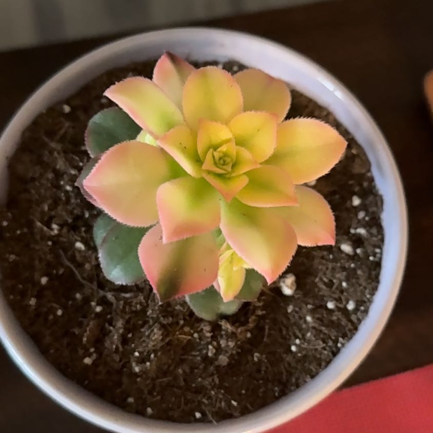 Photo of the plant species Assorted Aeonium by @PetLavaplant88 named Remington on Greg, the plant care app