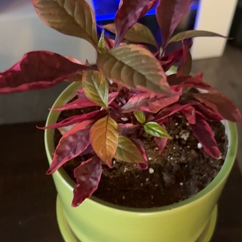 Photo of the plant species Little Ruby by @PetLavaplant88 named Dolores on Greg, the plant care app