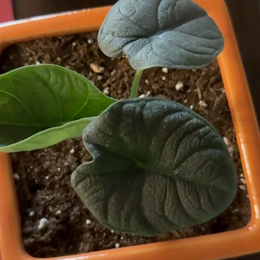 Photo of the plant species Alocasia 'Rugosa' by @PetLavaplant88 named Harper on Greg, the plant care app