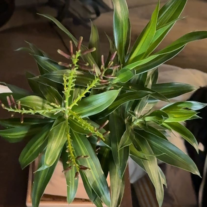 Photo of the plant species Song of Jamaica by @PetLavaplant88 named Foxxy on Greg, the plant care app