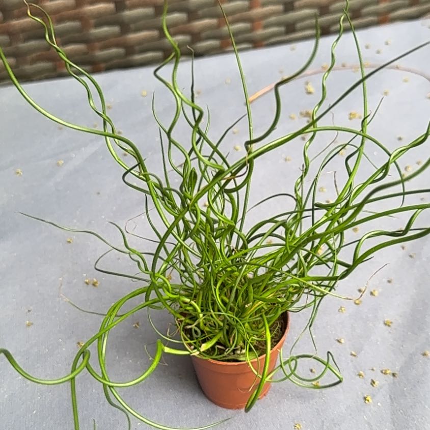 Photo of the plant species Corkscrew Rush by @PetLavaplant88 named Marilyn on Greg, the plant care app