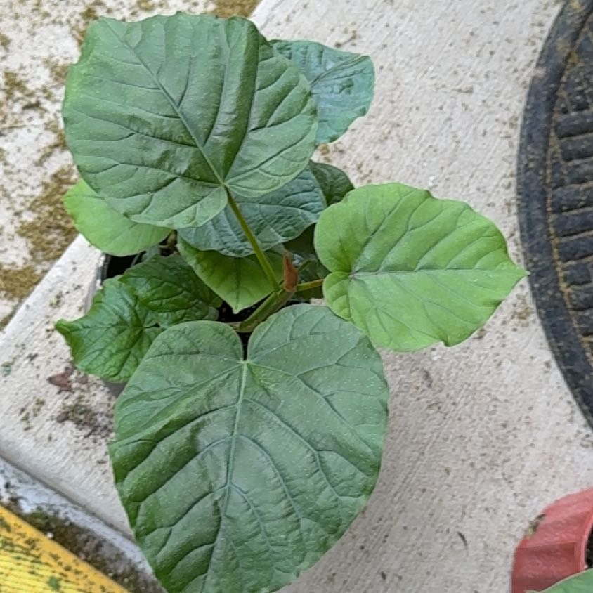 Photo of the plant species Ficus umbellata by @PetLavaplant88 named Khaleesi on Greg, the plant care app