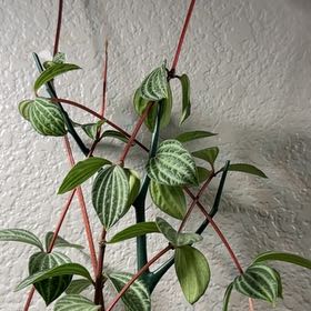 Photo of the plant species parallel peperomia by @PetLavaplant88 named Sonora on Greg, the plant care app