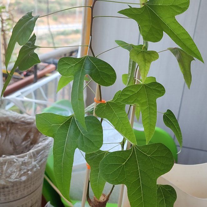 Photo of the plant species Flame Bottletree by @HeroicYuzu36 named Peter Parker on Greg, the plant care app