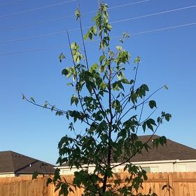 Photo of the plant species Lipsticktree by @WorthyTagetes79 named Treeyoncé on Greg, the plant care app