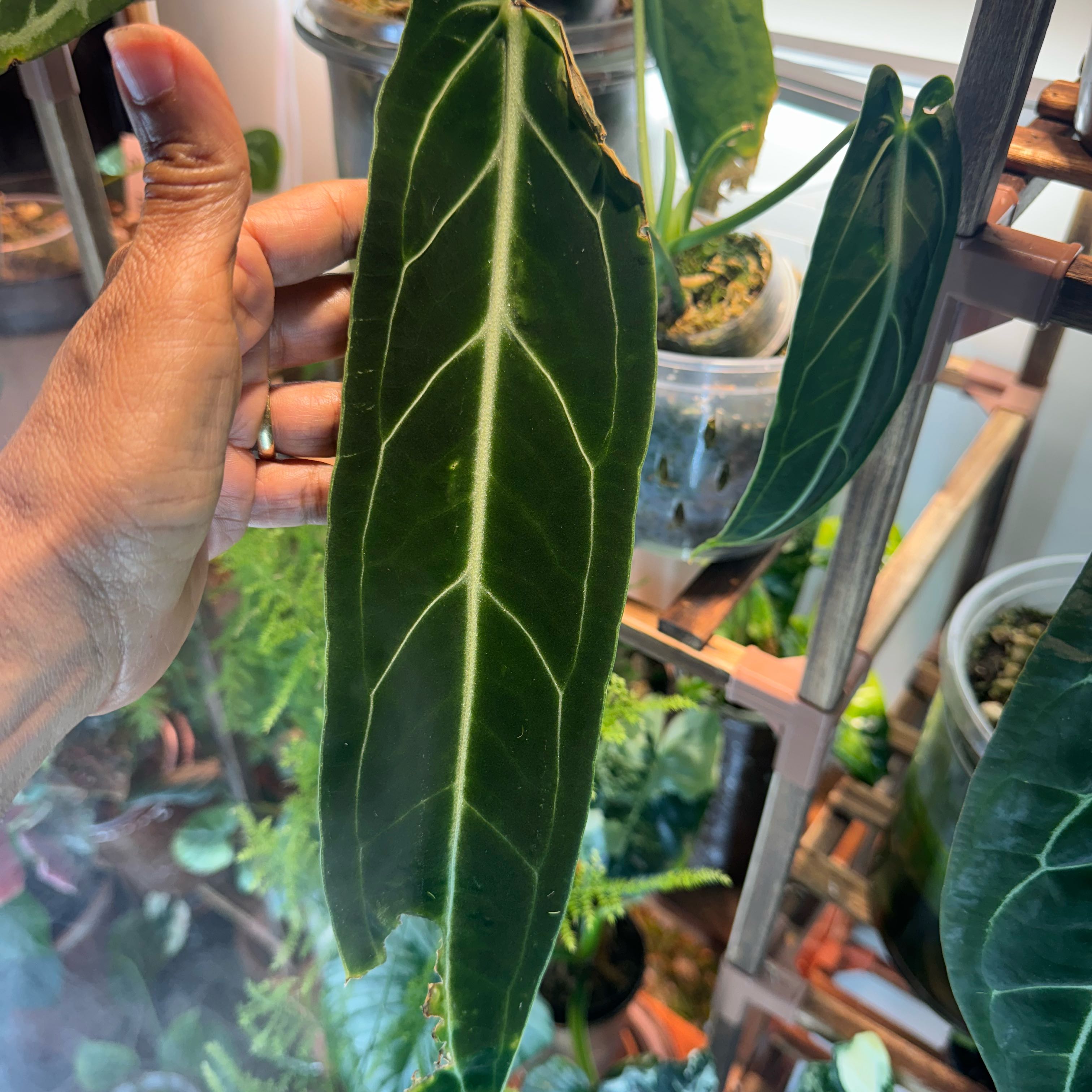 Photo of the plant species Warocqueanum by @GenerousBaybean named Muhammad Ali on Greg, the plant care app