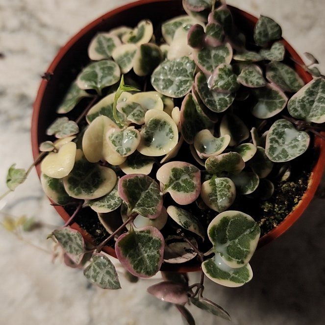 Photo of the plant species String of Hearts, varigated by @addicted2growth named Mando on Greg, the plant care app