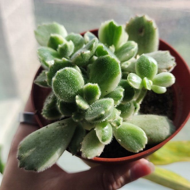 Photo of the plant species Variegated Bear's Paw by @addicted2growth named Athena on Greg, the plant care app