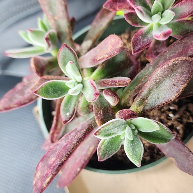 Photo of the plant species Plush Plant by @addicted2growth named Fernie Mercury on Greg, the plant care app